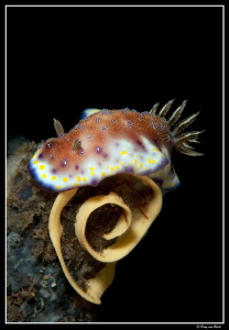 Chromodoris laying eggs... by Dray Van Beeck 